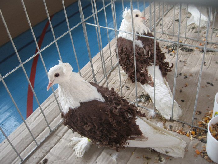 IMG_0311 - Expozitie Constanta 2012-1