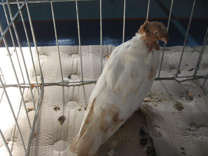 IMG_0319 - Expozitie Constanta 2012-1