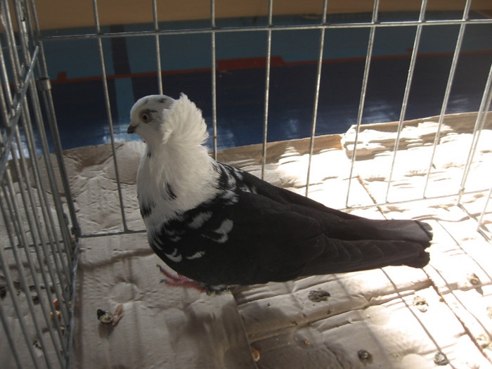 IMG_0321 - Expozitie Constanta 2012-1