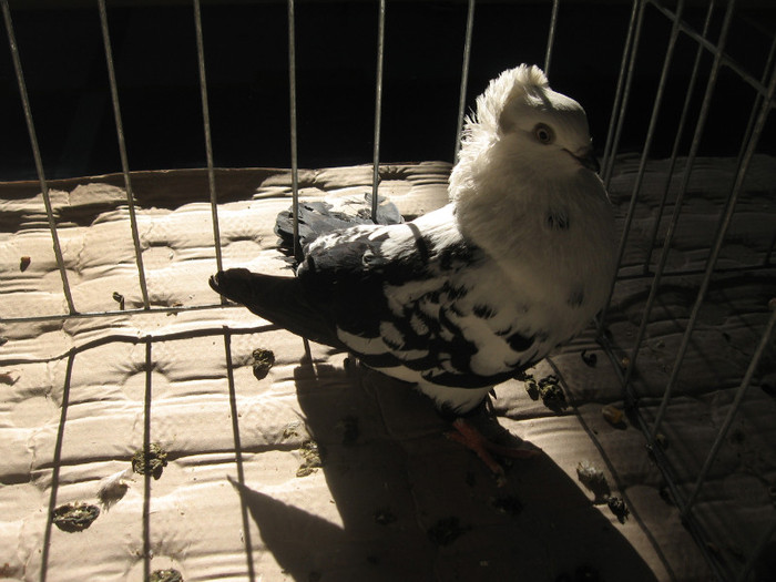 IMG_0322 - Expozitie Constanta 2012-1