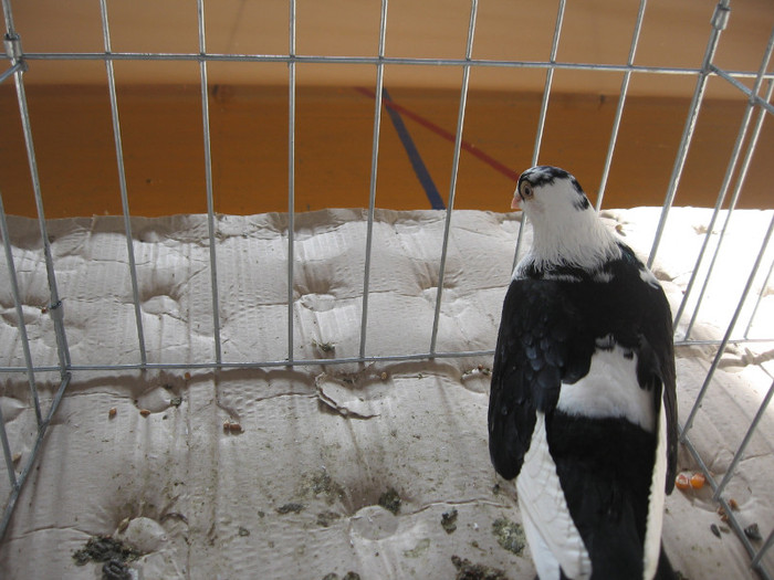 IMG_0325 - Expozitie Constanta 2012-1