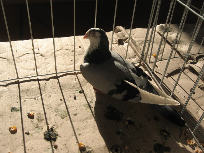 IMG_0326 - Expozitie Constanta 2012-1