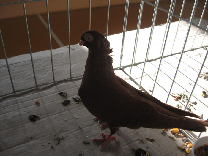 IMG_0328 - Expozitie Constanta 2012-1