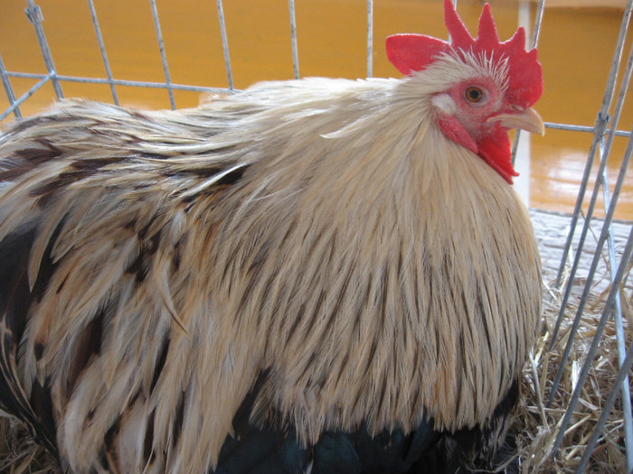 IMG_0330 - Expozitie Constanta 2012-1