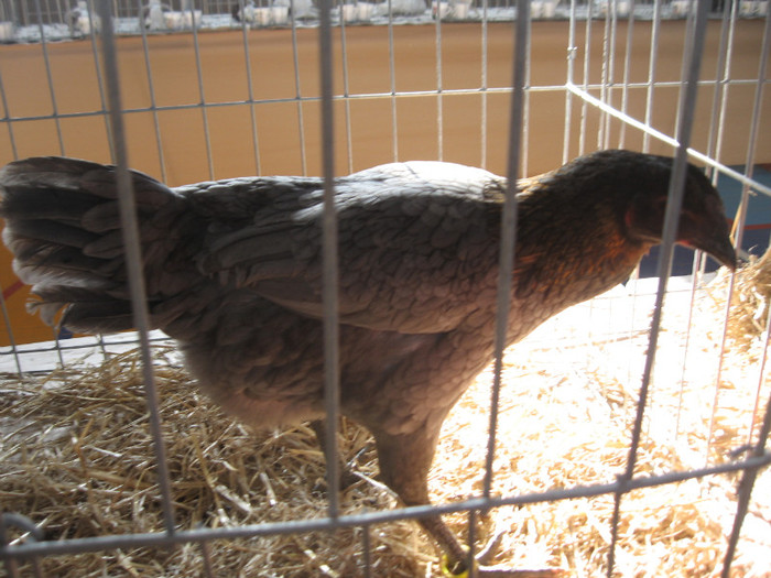 IMG_0331 - Expozitie Constanta 2012-1