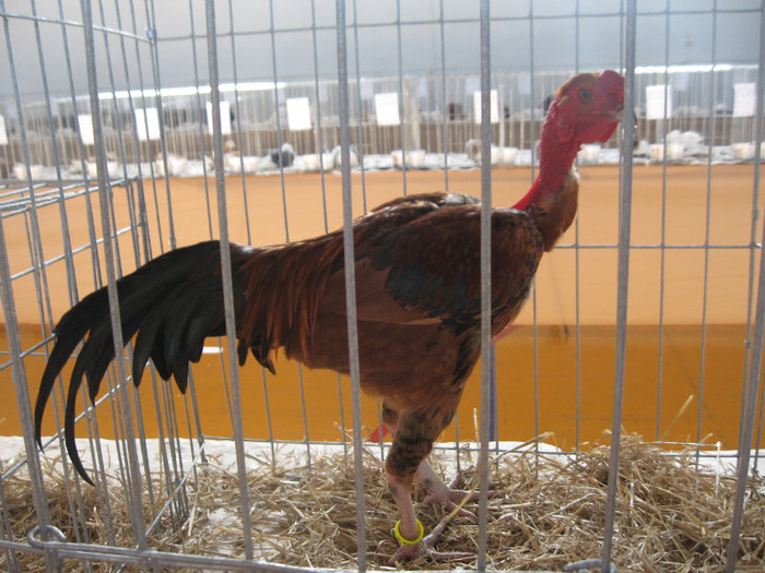 IMG_0332 - Expozitie Constanta 2012-1