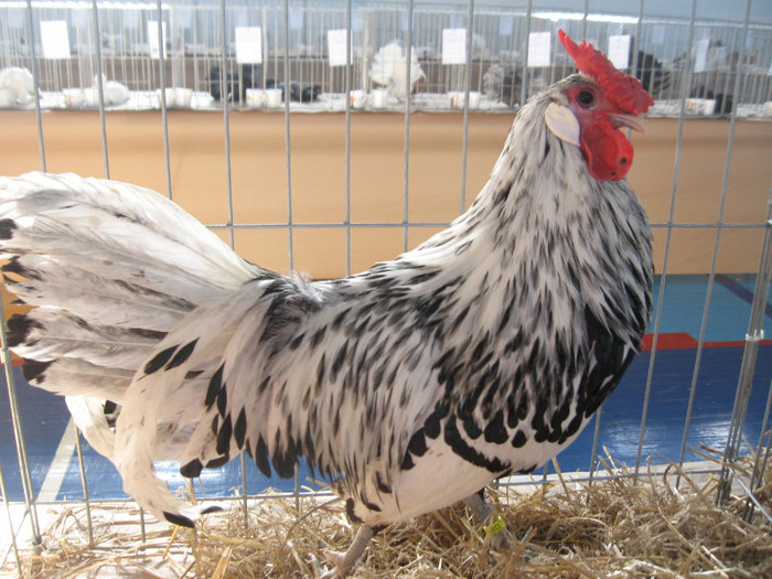 IMG_0333 - Expozitie Constanta 2012-1