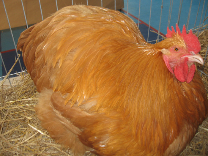 IMG_0334 - Expozitie Constanta 2012-1