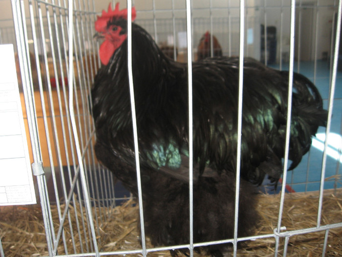 IMG_0336 - Expozitie Constanta 2012-1