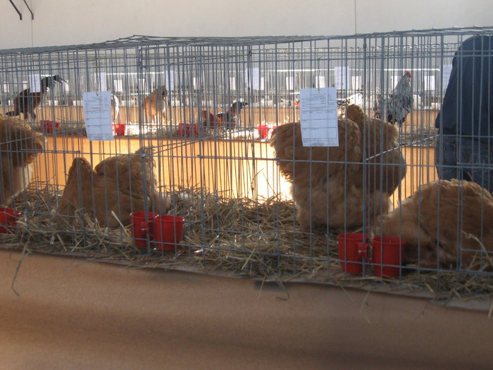 IMG_0337 - Expozitie Constanta 2012-1