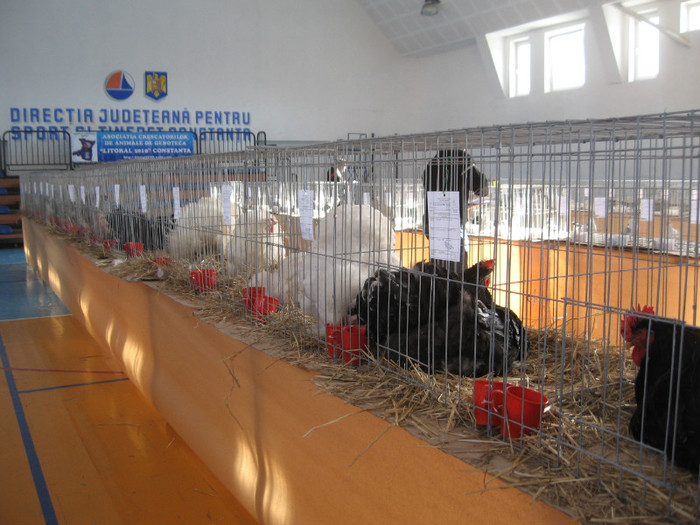 IMG_0341 - Expozitie Constanta 2012-1