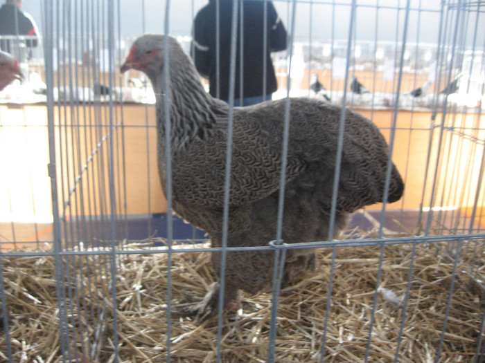 IMG_0343 - Expozitie Constanta 2012-1