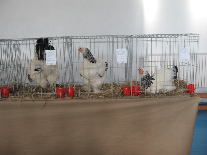 IMG_0344 - Expozitie Constanta 2012-1