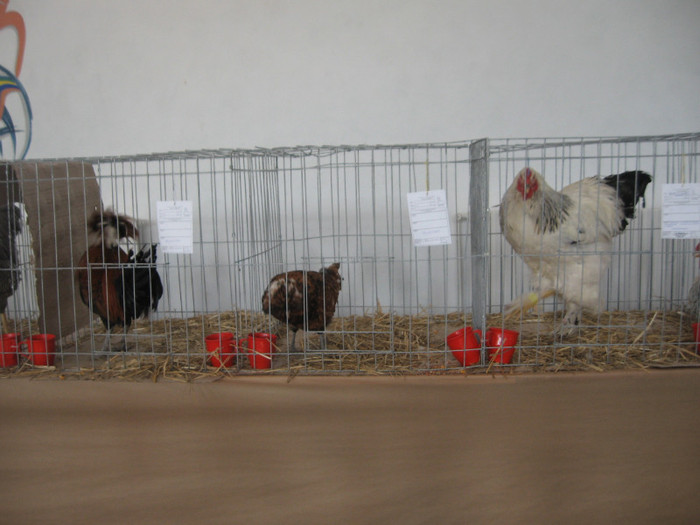 IMG_0346 - Expozitie Constanta 2012-1