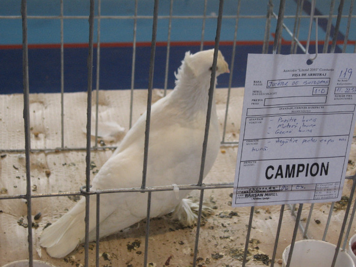 IMG_0422 - Expozitie Constanta 2012-1