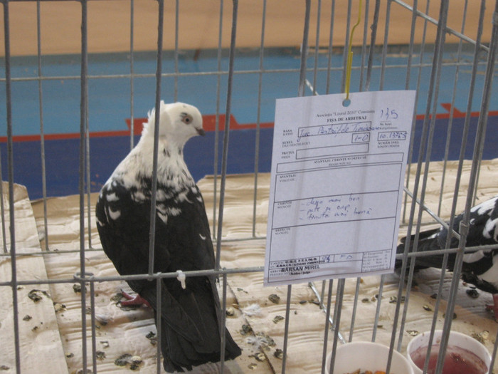 IMG_0423 - Expozitie Constanta 2012-1