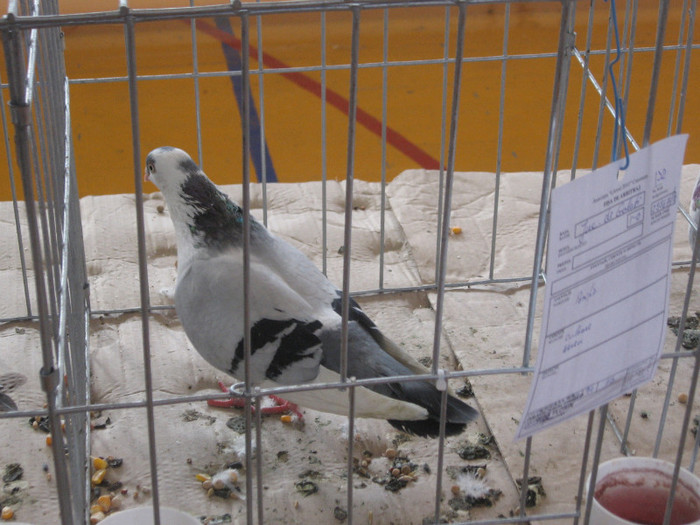 IMG_0425 - Expozitie Constanta 2012-1