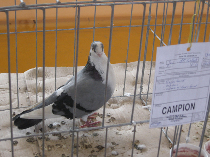 IMG_0426 - Expozitie Constanta 2012-1