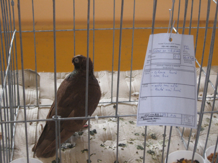 IMG_0427 - Expozitie Constanta 2012-1