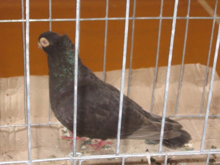 IMG_0428 - Expozitie Constanta 2012-1