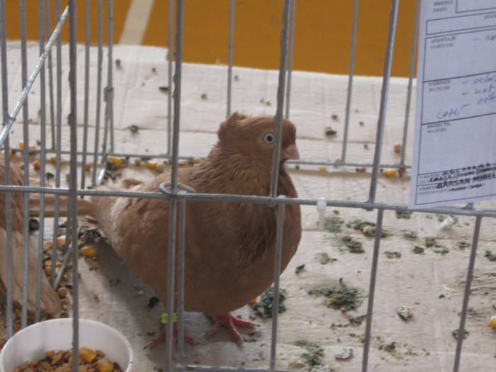 IMG_0429 - Expozitie Constanta 2012-1