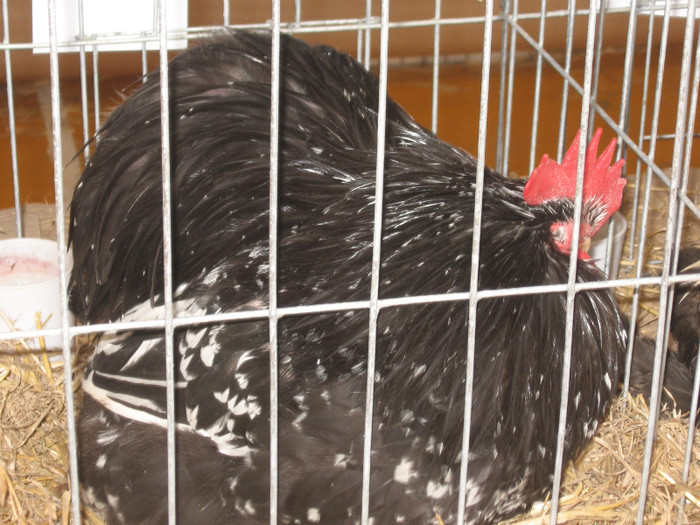 IMG_0434 - Expozitie Constanta 2012-1