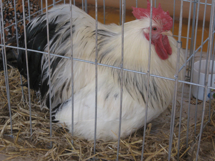 IMG_0436 - Expozitie Constanta 2012-1