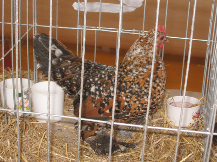 IMG_0437 - Expozitie Constanta 2012-1