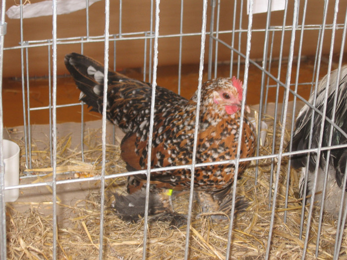 IMG_0439 - Expozitie Constanta 2012-1