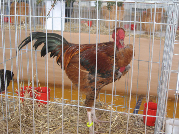 IMG_0440 - Expozitie Constanta 2012-1