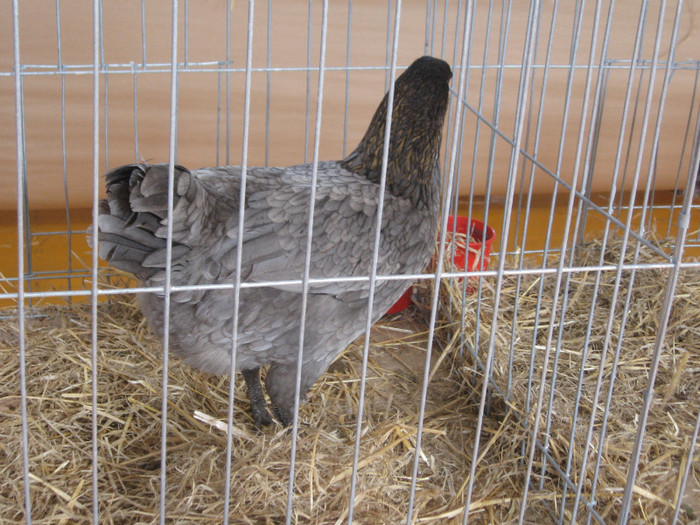 IMG_0442 - Expozitie Constanta 2012-1