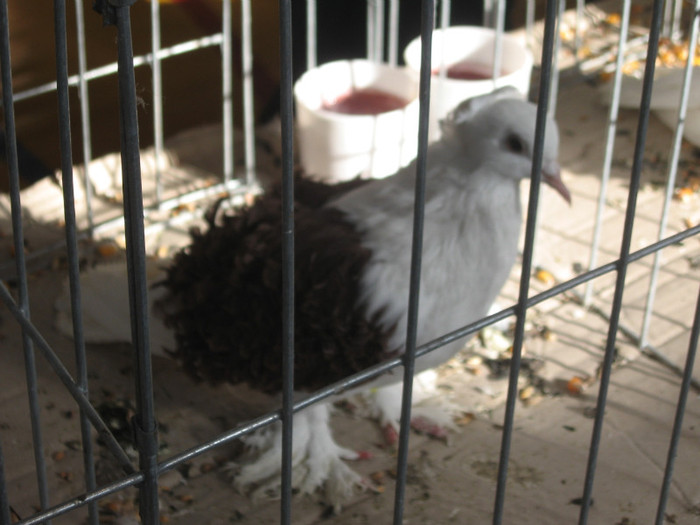 IMG_0460 - Expozitie Constanta 2012-1