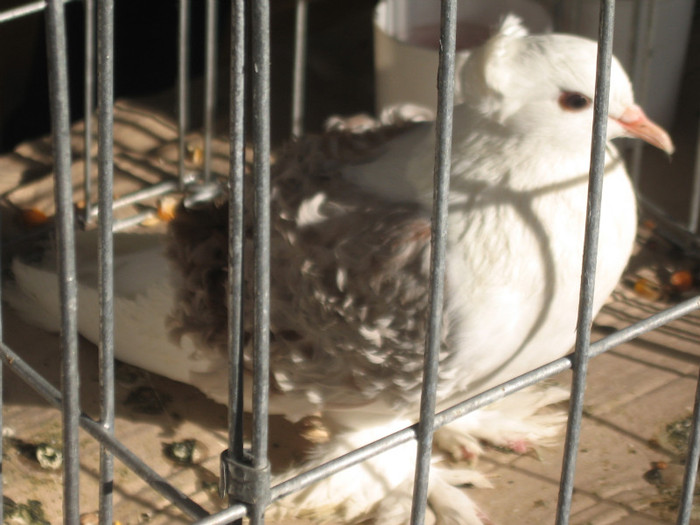 IMG_0461 - Expozitie Constanta 2012-1