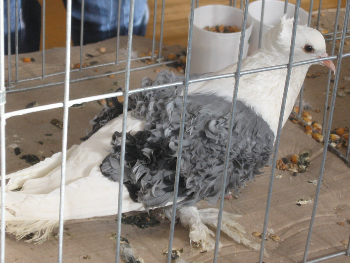 IMG_0462 - Expozitie Constanta 2012-1