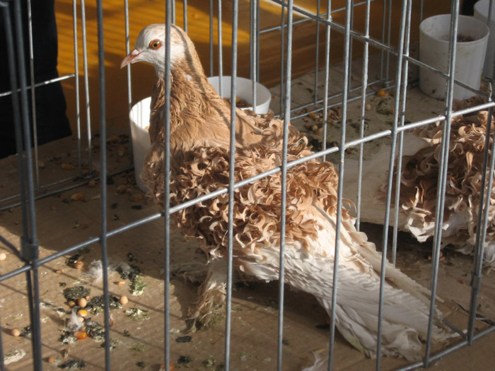 IMG_0464 - Expozitie Constanta 2012-1