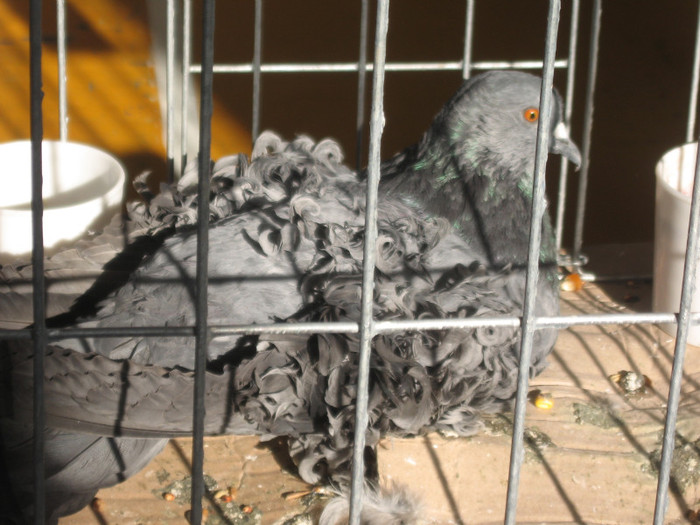 IMG_0466 - Expozitie Constanta 2012-1