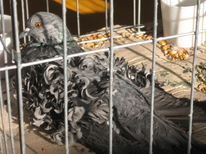 IMG_0467 - Expozitie Constanta 2012-1