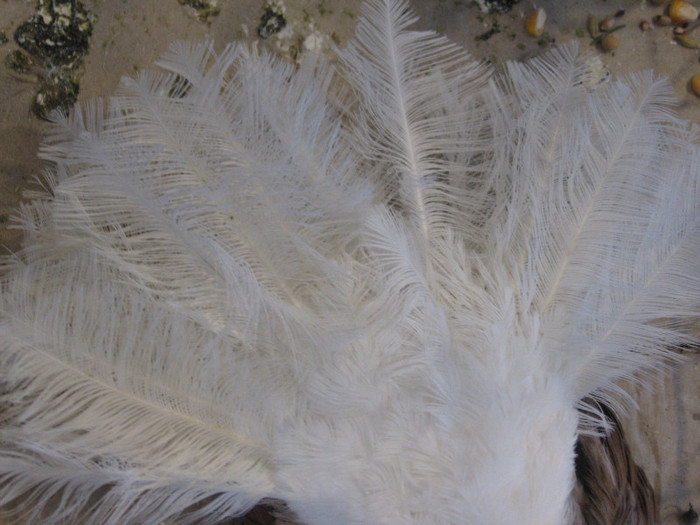 IMG_0523 - Expozitie Constanta 2012-1