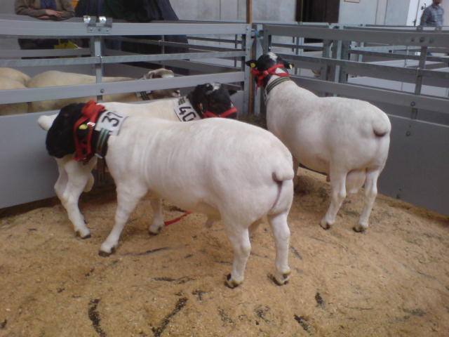 berbeci si oi din germania