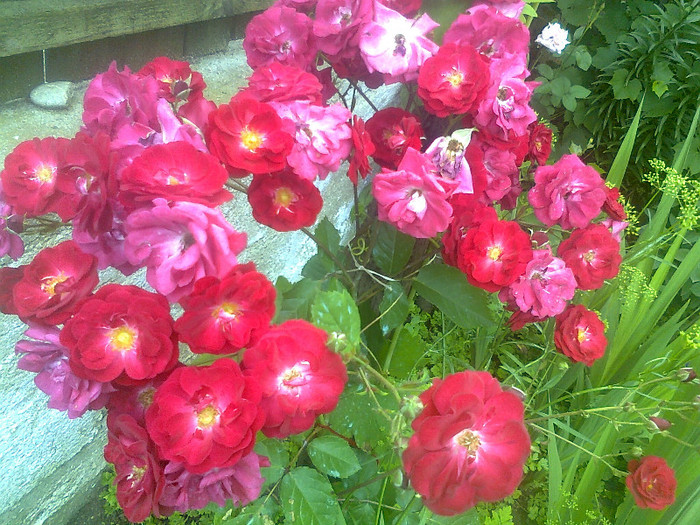 Fotografie1641 - trandafiri de gradina-butasi de vanzare