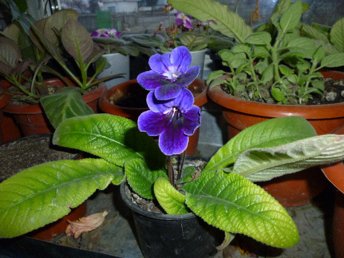 P1000028 - flori iarna 2011-2012