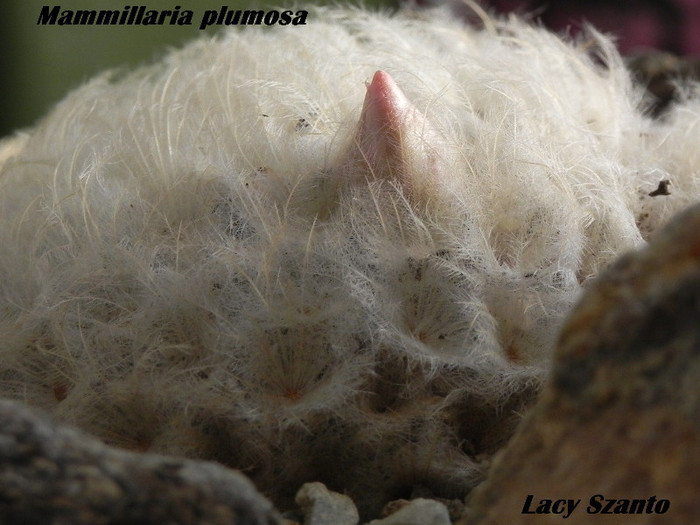 Mammillaria plumosa - cactusi 2012