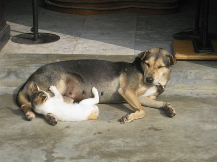 Si ei sunt clientii hotelului - Vietnam