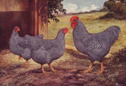 barred rocks - STANDARD