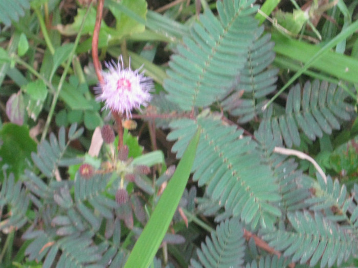 mimoza pudica printre ruine