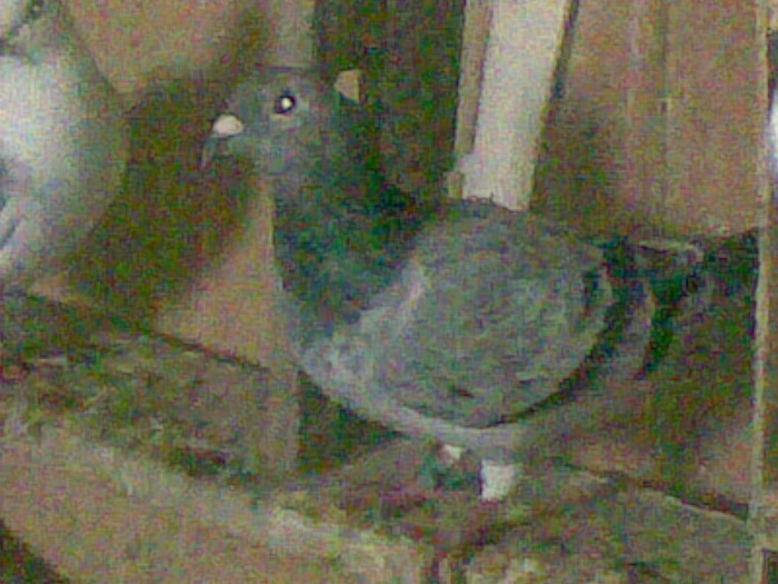 M.2011 - voiajori 2011