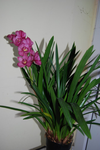 Cumparat in Ianuarie 2012 - Cymbidium 2011