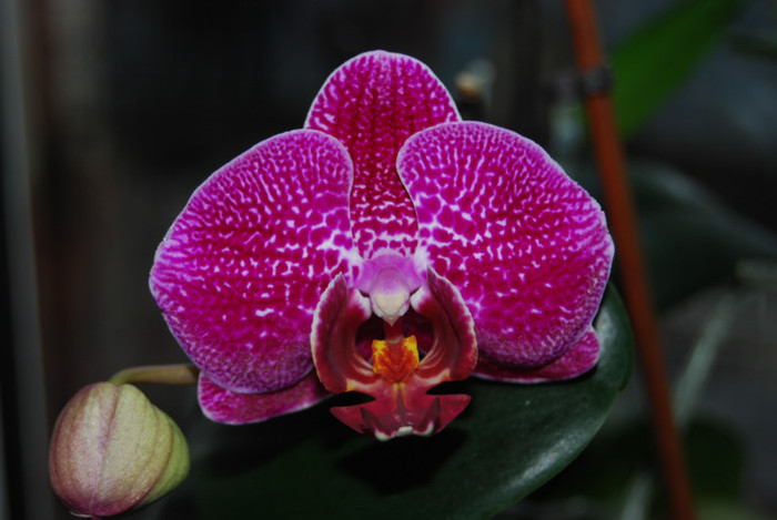 DSC_0175 - Phalenopsis 2012