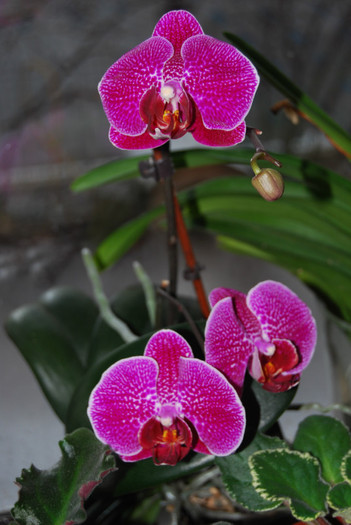 DSC_0246 - Phalenopsis 2012