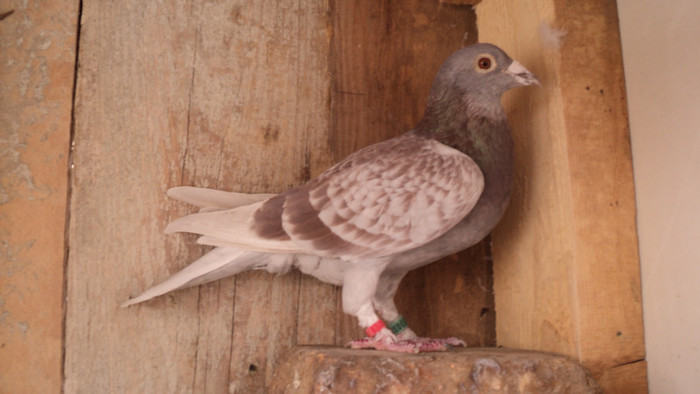 JANSSEN+DELBAR,VAN SPITAL,GUY VINOIS; F BUNA REPRODUCATOARE
